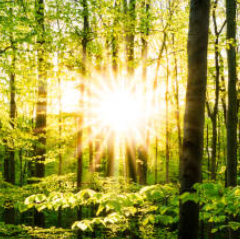 The Swiss Corporate Sustainability Act - Federal Council proposes milestone Swiss sustainability legislation